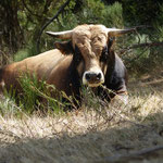 Cros de Géorand - Concours photo 2025 "Au ras du sol sur le plateau ardéchois" - Baptiste O.