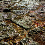 Cros de Géorand - Concours photo 2025 "Au ras du sol sur le plateau ardéchois" - Solène R.