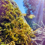 Cros de Géorand - Concours photo 2025 "Au ras du sol sur le plateau ardéchois" - Solène R.