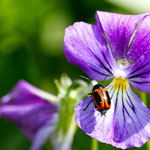 Cros de Géorand - Concours photo 2025 "Au ras du sol sur le plateau ardéchois" - Franck E.