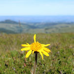 Cros de Géorand - Concours photo 2025 "Au ras du sol sur le plateau ardéchois" - Sonia R.