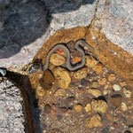 Cros de Géorand - Concours photo 2025 "Au ras du sol sur le plateau ardéchois" - Caroline M.