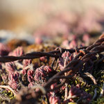 Cros de Géorand - Concours photo 2025 "Au ras du sol sur le plateau ardéchois" - Véronique G.