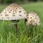 Cros de Géorand - Concours photo 2025 "Au ras du sol sur le plateau ardéchois" - Sonia R.