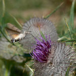 Cros de Géorand - Concours photo 2025 "Au ras du sol sur le plateau ardéchois" - Denis B.