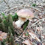 Cros de Géorand - Concours photo 2025 "Au ras du sol sur le plateau ardéchois" - Caroline M.