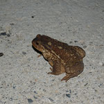 Cros de Géorand - Concours photo 2025 "Au ras du sol sur le plateau ardéchois" - Anne-Gaëlle O.