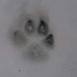 Cros de Géorand - Concours photo 2025 "Au ras du sol sur le plateau ardéchois" - Elisa C.