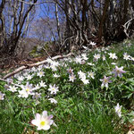 Cros de Géorand - Concours photo 2025 "Au ras du sol sur le plateau ardéchois" - Mathilde A.