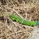 Cros de Géorand - Concours photo 2025 "Au ras du sol sur le plateau ardéchois" - Françoise M.