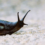 Cros de Géorand - Concours photo 2025 "Au ras du sol sur le plateau ardéchois" - Franck E.