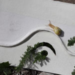 Cros de Géorand - Concours photo 2025 "Au ras du sol sur le plateau ardéchois" - Véronique G.