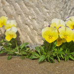 Cros de Géorand - Concours photo 2025 "Au ras du sol sur le plateau ardéchois" - Françoise M.