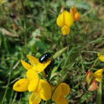Cros de Géorand - Concours photo 2025 "Au ras du sol sur le plateau ardéchois" - Elisa C.