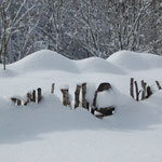 Cros de Géorand - Concours photo 2025 "Au ras du sol sur le plateau ardéchois" - Mathilde A.