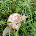 Cros de Géorand - Concours photo 2025 "Au ras du sol sur le plateau ardéchois" - Elisa C.