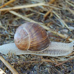 Cros de Géorand - Concours photo 2025 "Au ras du sol sur le plateau ardéchois" - Manu U.