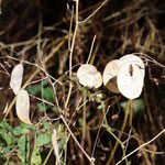 Cros de Géorand - Concours photo 2025 "Au ras du sol sur le plateau ardéchois" - Véronique G.