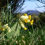 Cros de Géorand - Concours photo 2025 "Au ras du sol sur le plateau ardéchois" - Denis B.