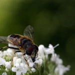 Cros de Géorand - Concours photo 2025 "Au ras du sol sur le plateau ardéchois" - Franck E.