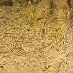 Cros de Géorand - Concours photo 2025 "Au ras du sol sur le plateau ardéchois" - Françoise M.