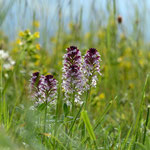 Cros de Géorand - Concours photo 2025 "Au ras du sol sur le plateau ardéchois" - Alban P.