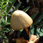 Cros de Géorand - Concours photo 2025 "Au ras du sol sur le plateau ardéchois" - Anne-Gaëlle O.