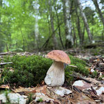 Cros de Géorand - Concours photo 2025 "Au ras du sol sur le plateau ardéchois" - Sonia R.