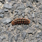 Cros de Géorand - Concours photo 2025 "Au ras du sol sur le plateau ardéchois" - Caroline M.