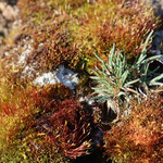 Cros de Géorand - Concours photo 2025 "Au ras du sol sur le plateau ardéchois" - Véronique G.