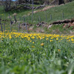 Cros de Géorand - Concours photo 2025 "Au ras du sol sur le plateau ardéchois" - Manu U.