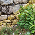 Cros de Géorand - Concours photo 2025 "Au ras du sol sur le plateau ardéchois" - Denis J.