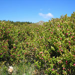 Cros de Géorand - Concours photo 2025 "Au ras du sol sur le plateau ardéchois" - Serge V.