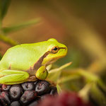 Europäische Laubfrosch (Hyla arborea), Foto: Winfried Rusch - 2020