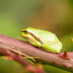 Europäische Laubfrosch (Hyla arborea), Foto: Winfried Rusch - 2020