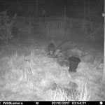 Die Sauen beruhigen sich nach dem Schließen des Tors sehr schnell und äsen