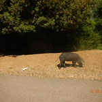 Wildschweine