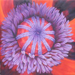 Mohn  3  50x50