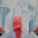 Iris barbata 4  120x90