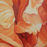 Iris barbata 5  100x80