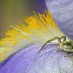 "Krabbenspinnchen in Iris" von Ralf Flinspach, 2. Platz (07/2014)