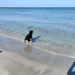 #dogfifty geht schwimmen