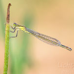 #037 - Große Pechlibelle (Ischnura elegans) ♀