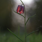 # 050 - Schachblume (Fritillaria meleagris)