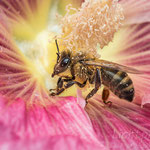 #009 - Honigbiene (Apis mellifera)