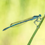# 044 - Blaue Federlibelle (Platycnemis pennipes) ♂