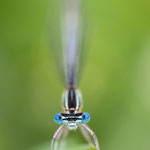 # 041 - Blaue Federlibelle (Platycnemis pennipes) ♂