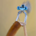 #034 - Blaue Federlibelle (Platycnemis pennipes) ♂