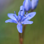 #036 - Zweiblättriger Blaustern / Sternhyazinthe (Scilla bifolia)