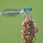 #052 - Blaue Federlibelle (Platycnemis pennipes) ♂